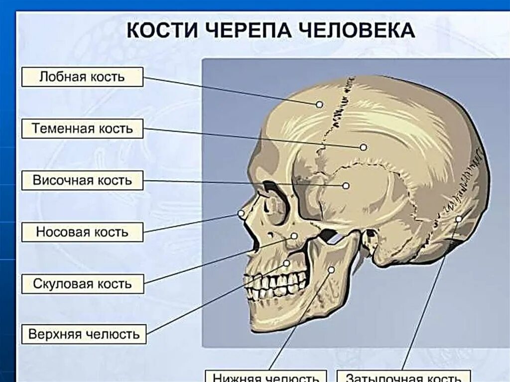 Лобная отдел скелета. Кости головы человека анатомия. Строение скелета головы. Части черепа человека названия. Скелет головы человека анатомия.