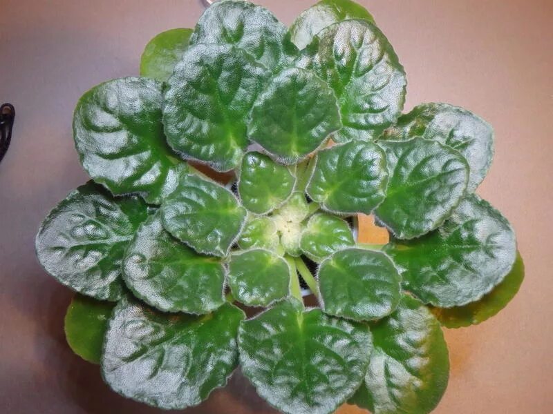 фиалка cool mint. фиалка с белыми листьями сорт. фиалка голд минт. фиалка saintpaulia diplotricha variegata. фиалка пестролистная белая.