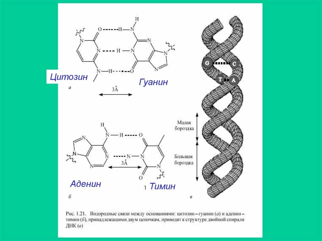 Гуанин и цитозин водородные связи. Аденин Тимин гуанин. ДНК аденин гуанин цитозин Тимин. ДНК аденин гуанин цитозин Тимин связь. Аденин гуанин цитозин Тимин урацил формулы.