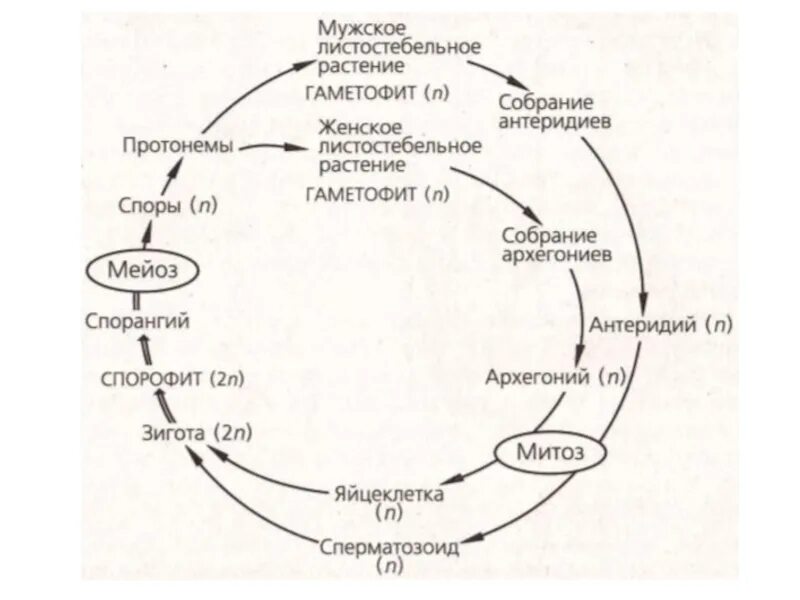 Этапы жизненного цикла мхов. Жизненный цикл сфагнума схема. Цикл развития Кукушкина льна схема. Жизненный цикл моховидных схема. Жизненный цикл мхов схема.