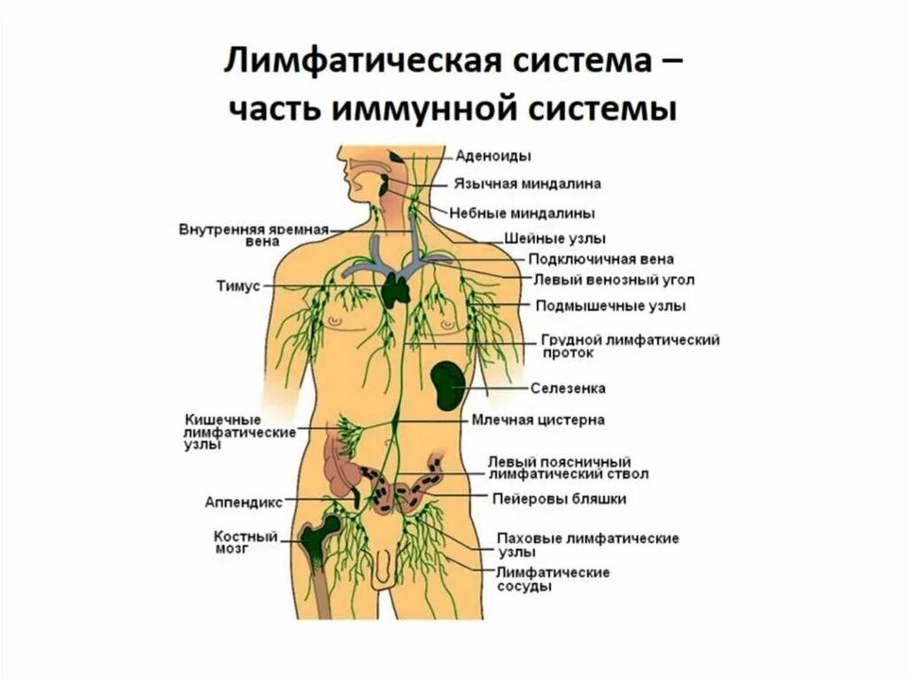 Лимфоотток в организме. Строение лимфатической системы человека. Лимфатическая система человека схема. Лимфатическая система лимфоузлы. Система лимфоузлов человека схема.