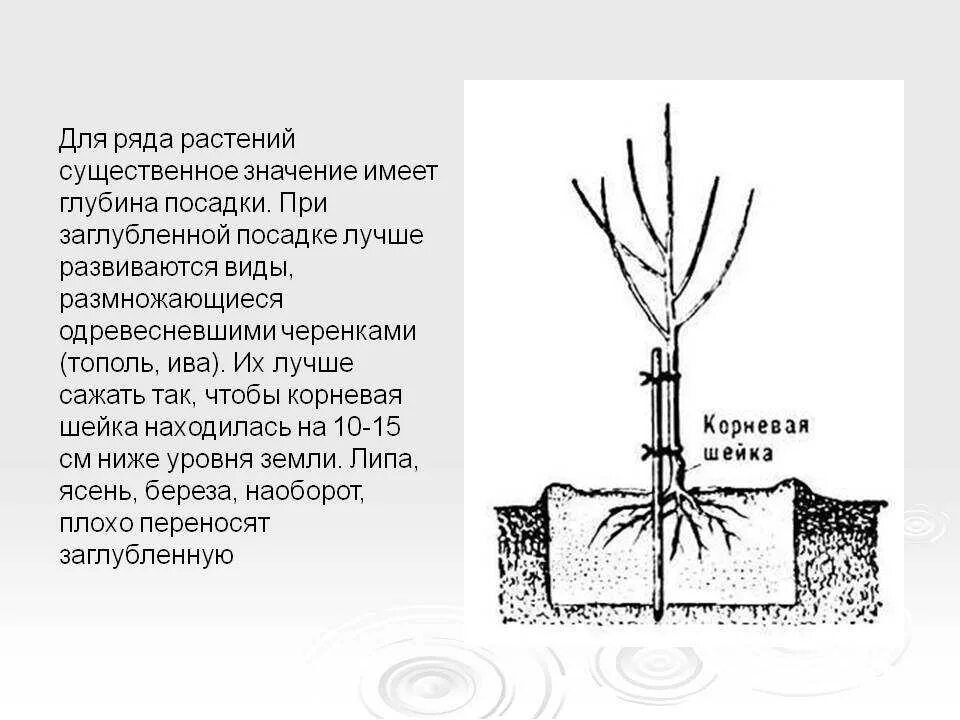 При посадке розы прививку заглублять или нет