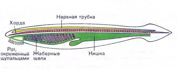 Общее строение хордовых животных. Органы нервной системы ланцетника. строение нервной системы ланцетника. нервная трубка ланцетника. пищеварительная трубка ланцетника.