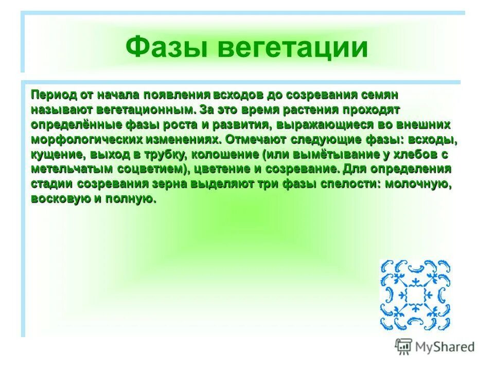 Период вегетации. Период вегетации у растений что это. Вегетационный период растений что это такое. Вегетативный период растений это. Что такое вегетация деревьев