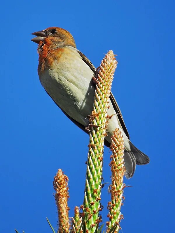 сибирская чечевица птица самка. птичка которая поет витю. аукающие птицы. витю видел какая. пурпурная чечевица птица.