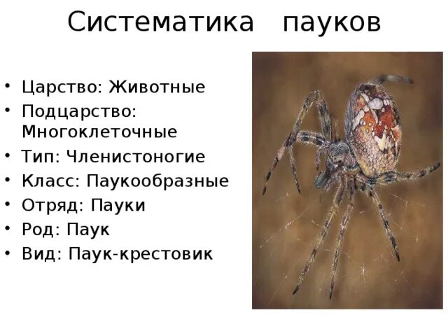 Класс паукообразные отряды. Паук царство Тип класс отряд семейство род вид. Классификация паука крестовика. Классификация паука крестовика 7 класс биология. Класс паукообразные систематика класса.