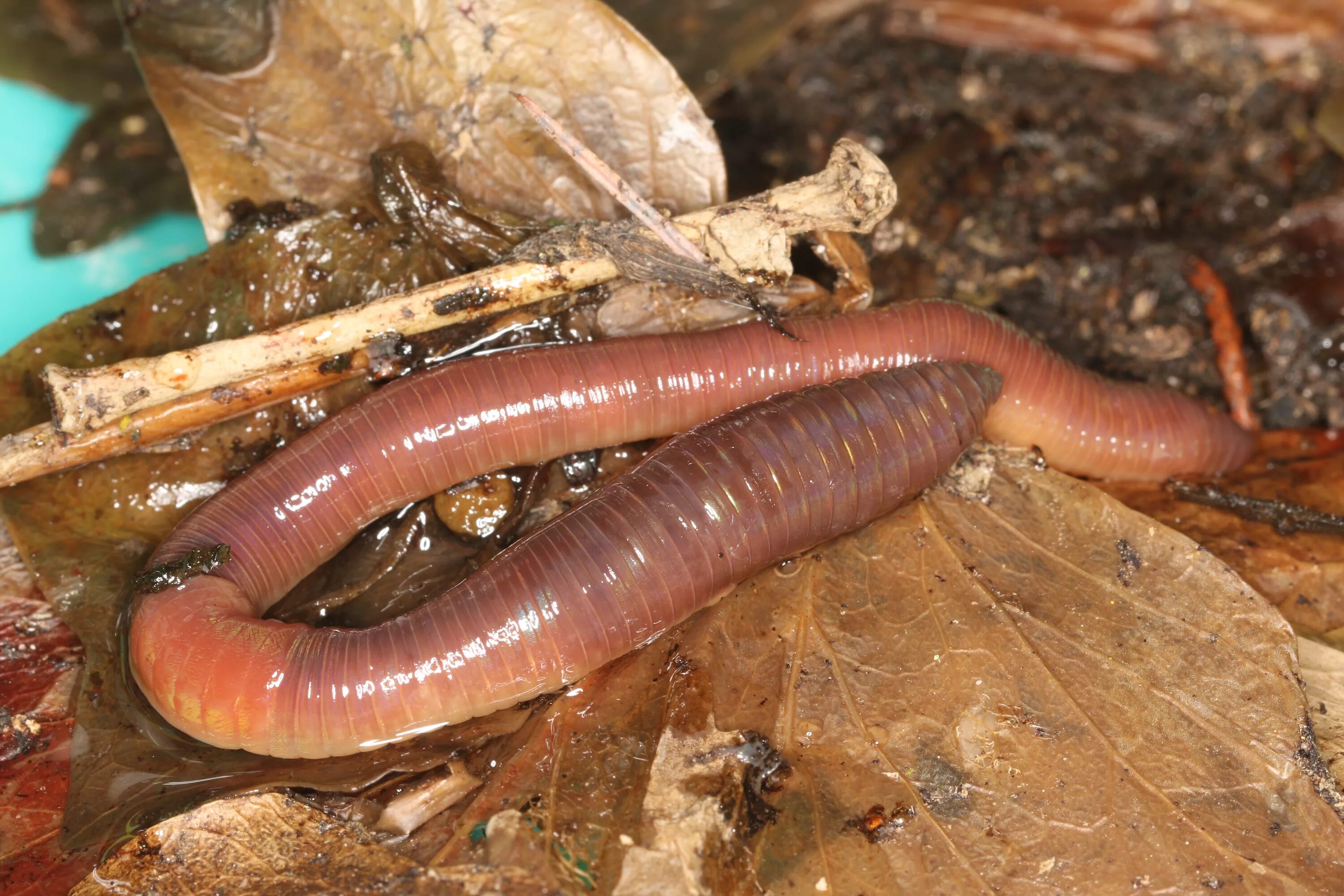 Слизь дождевых червей. Lumbricus terrestris обыкновенный дождевой червь. Червь Земляной (Lumbricus terrestris). Кольчатые черви дождевые. Кольчатые черви дождевой червь.