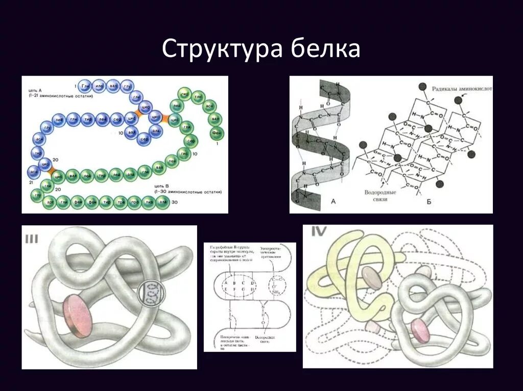 Графическое изображение структуры белка. Графическое изображение структуры белка