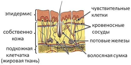 Строение кожи млекопитающих 7 класс биология. Кожный Покров класс млекопитающих. Схема строения кожи млекопитающих. Строение кожного Покрова млекопитающих. Контрольная по биологии покровы тела