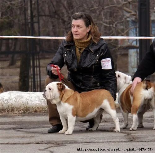 элитные породы собак. природа питомник собак бульдог. корейский мастиф. метис английского бульдога. питомник собак английский бульдог.