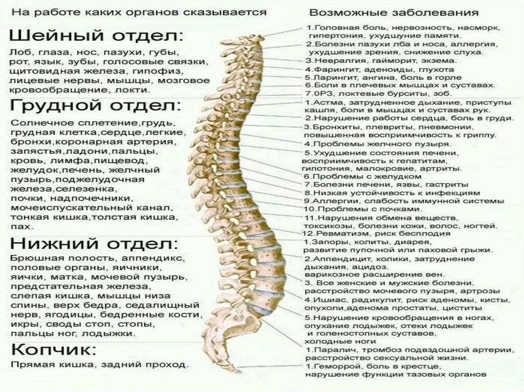 Шейный отдел позвоночника шейный отдел позвоночника анатомия.