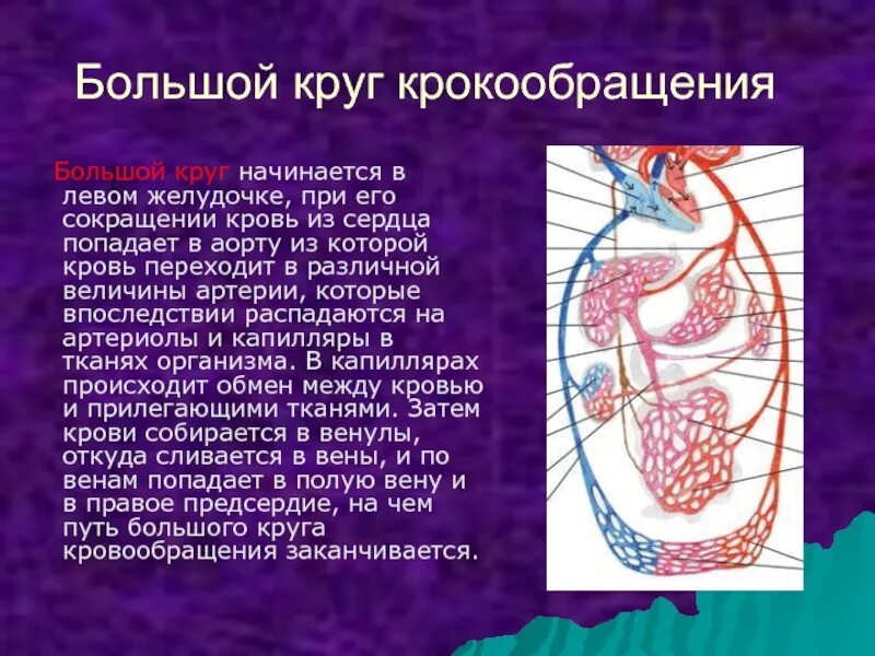 Какая кровь в левом желудочке сердца. Большой круг кровообращения. Большой круг кровообращения начинается. Большой круг кровообращения начинается из. Большой круг кровообращения начинается в желудочке.