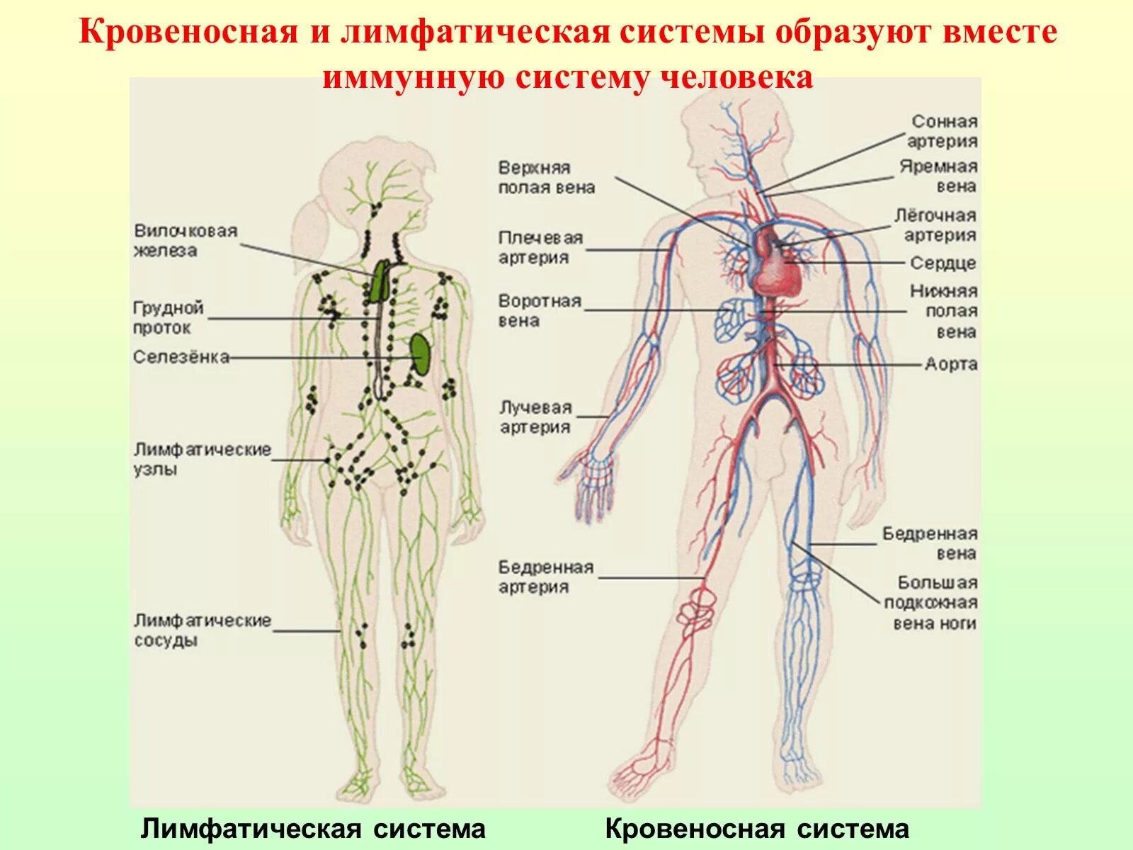 Анатомия тела человека лимфатическая система. Строение лимфатической системы человека схема. Лимфатическая система лимфатические узлы. Схема строения лимфоидной системы человека.