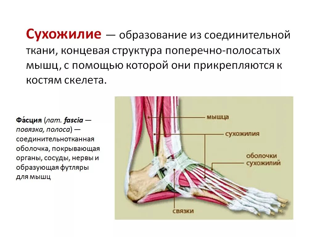 Основа сухожилия