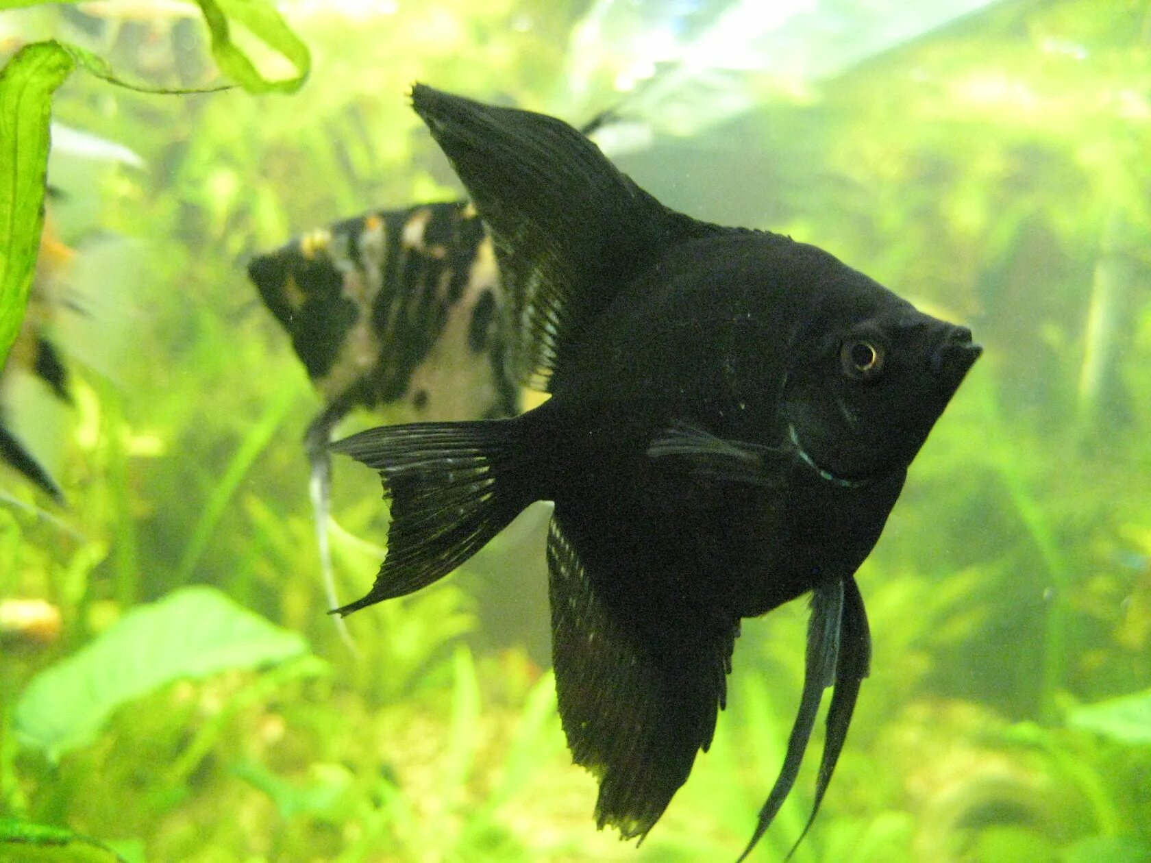 моллинезия сфенопс аквариумная. как называются черные аквариумные рыбки. аквариумная рыбка моллинезия черная. аквариумная рыбка моллинезия черная. двухцветный лабео.