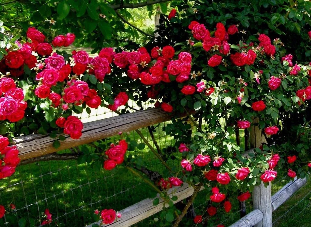 Какие розы цветут всю лета. Розы плетистые в летнем сад. Обильно цветущие розы. Розы летом на даче.