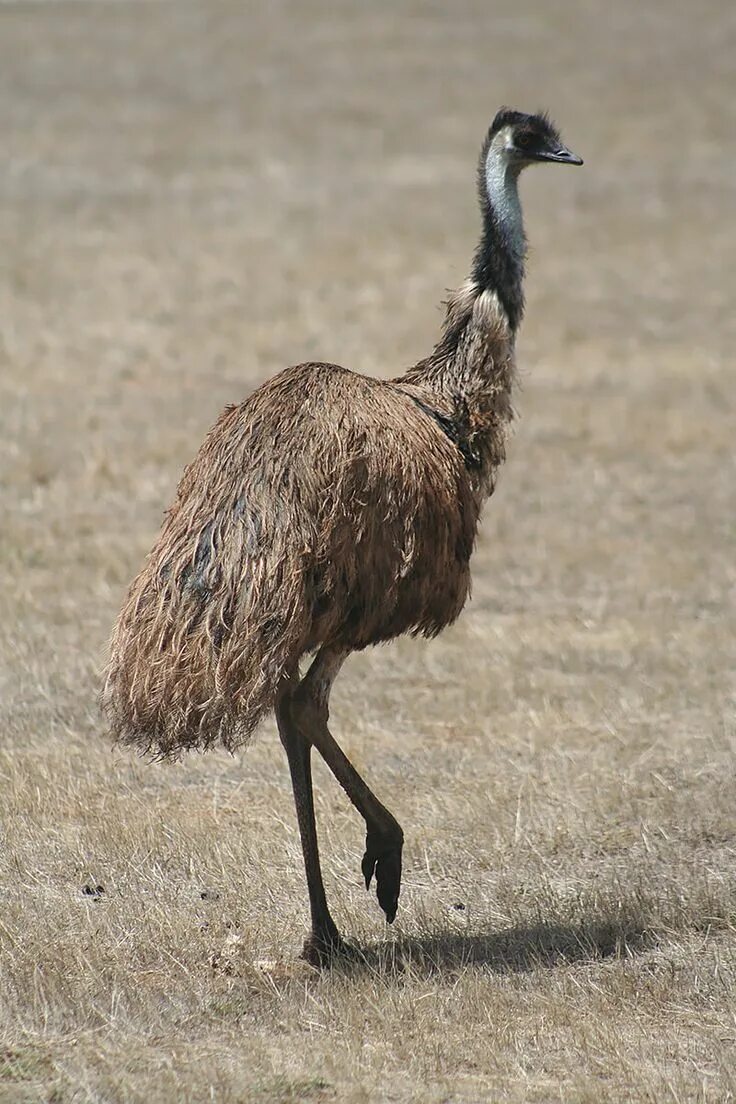 Emu o