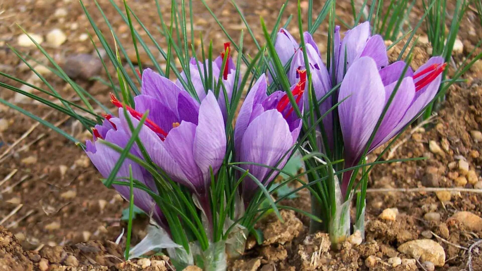 Крокус Шафран посевной. Рокус (Шафран) посевной (Crocus sativus). Крокус сативус Шафран. Крокус Шафран цветок. Крокус что там творится