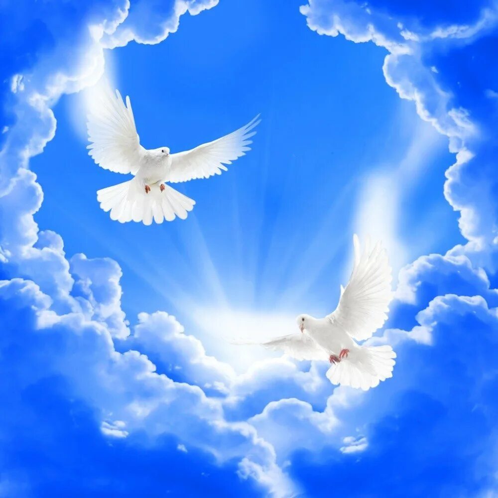 Синяя птица облака. Голуби в небе. Голубь в небесах. Белые голуби в небе. Голуби на голубом небе.