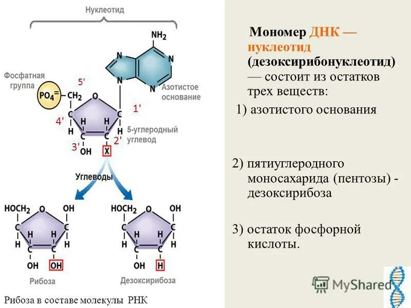 Химическая структура нуклеотида. Нуклеотид состоит из остатка фосфорной кислоты. Остаток фосфорной кислоты днк формула. Остатки фосфорной кислоты. В состав днк входят нуклеотиды:.