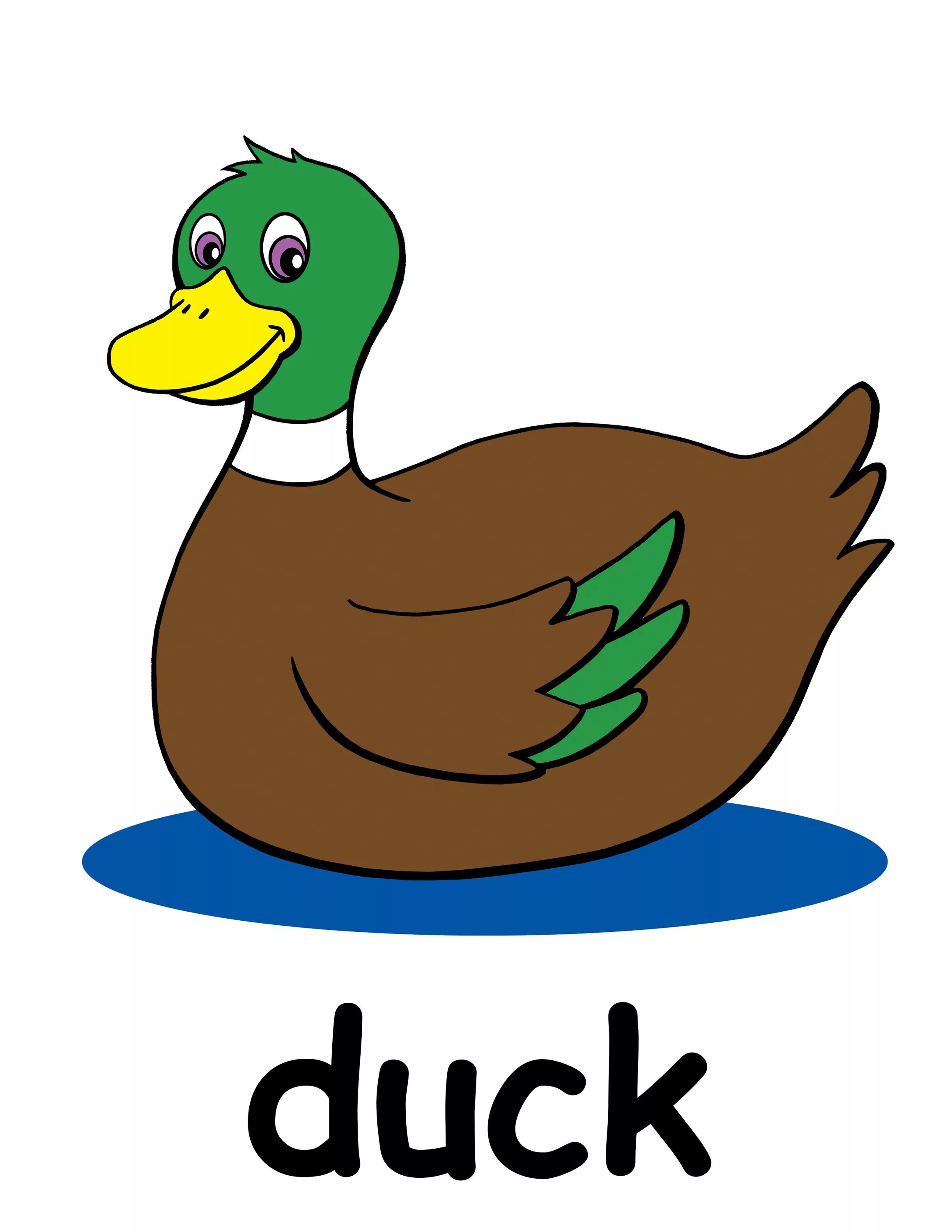 Duck com. Утка. Утка для детей. Уточка рисунок. Утка карточка для детей.