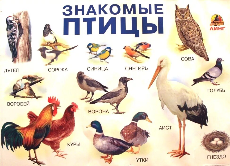 Классификация птиц. Перечислите виды птицы. Перечислите виды птицы. Оседлые кочующие и перелетные птицы. Название птиц.