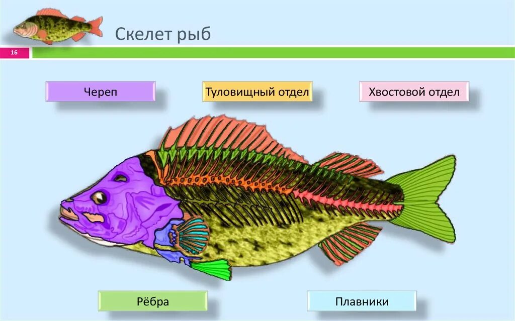 Урок класс рыбы 7 класс. Отделы скелета рыбы. Отделы позвоночника рыб. Скелет рыбы строение. Хвостовой отдел у рыб.