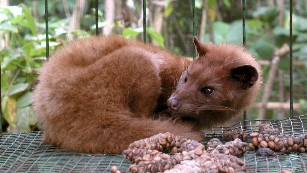 Кофе экскременты животного