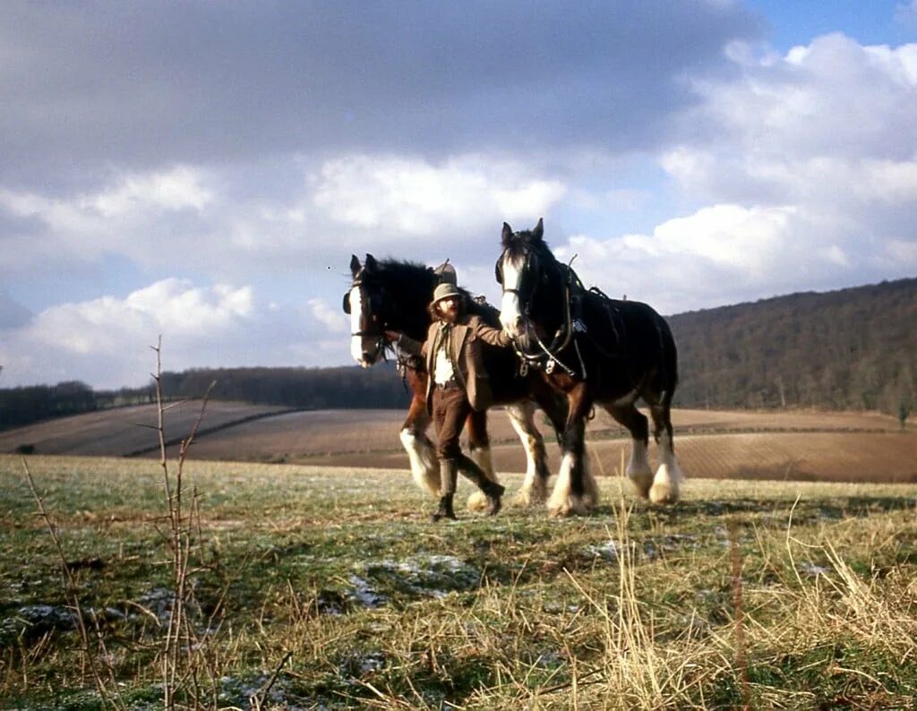 Heavy horses