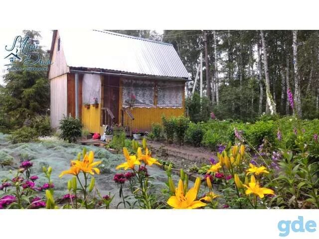Снт кедр колыванский. Участок снт сосна. снт кедр тамара павловна свирская. дачный участок в архангельске с 25 кедрами. продаю дачу в снт очаг.