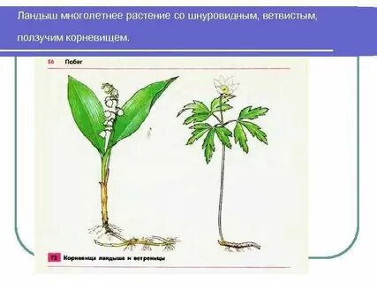 Побег ландыша