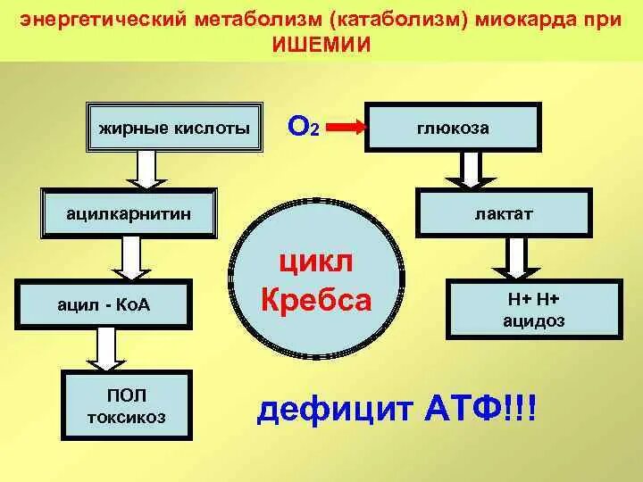 Метаболические нарушения при инфаркте миокарда. Своеобразие обмена миокарда. Особенности обмена веществ. Особенности метаболизма миокарда. Сердце обмен веществ.