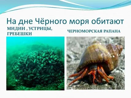 Сегодня день черного моря