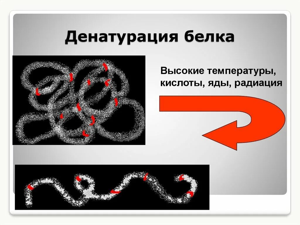2 денатурация белков. Денатурация белка свертывание белка. денатурация белков. денатурация белка схема. процесс денатурации белка схема.