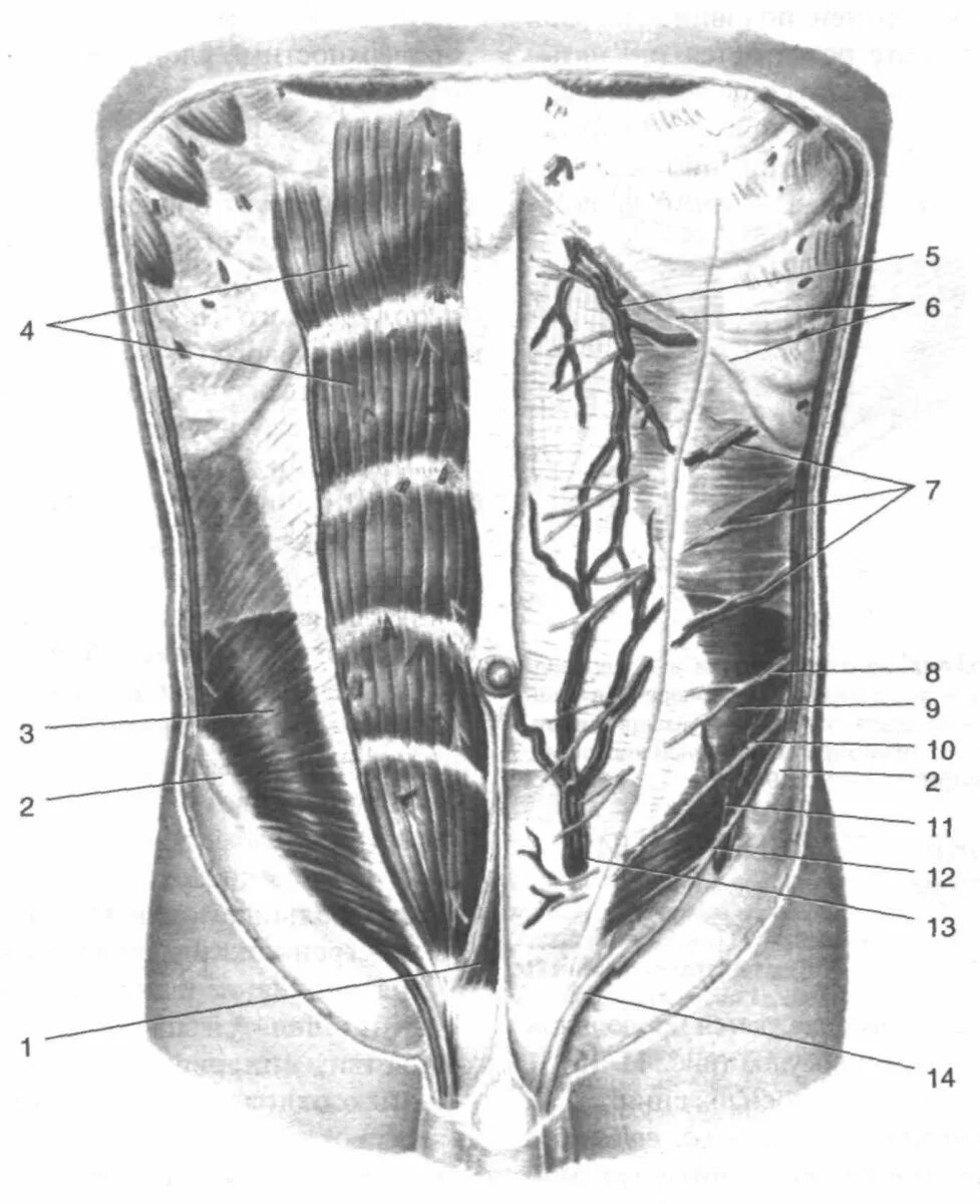 Стенка анатомия. Мышцы брюшной стенки топографическая анатомия. Переднебоковая стенка живота мышцы. Переднебоковая стенка живота топографическая анатомия. Мышцы передней брюшной стенки топографическая анатомия.