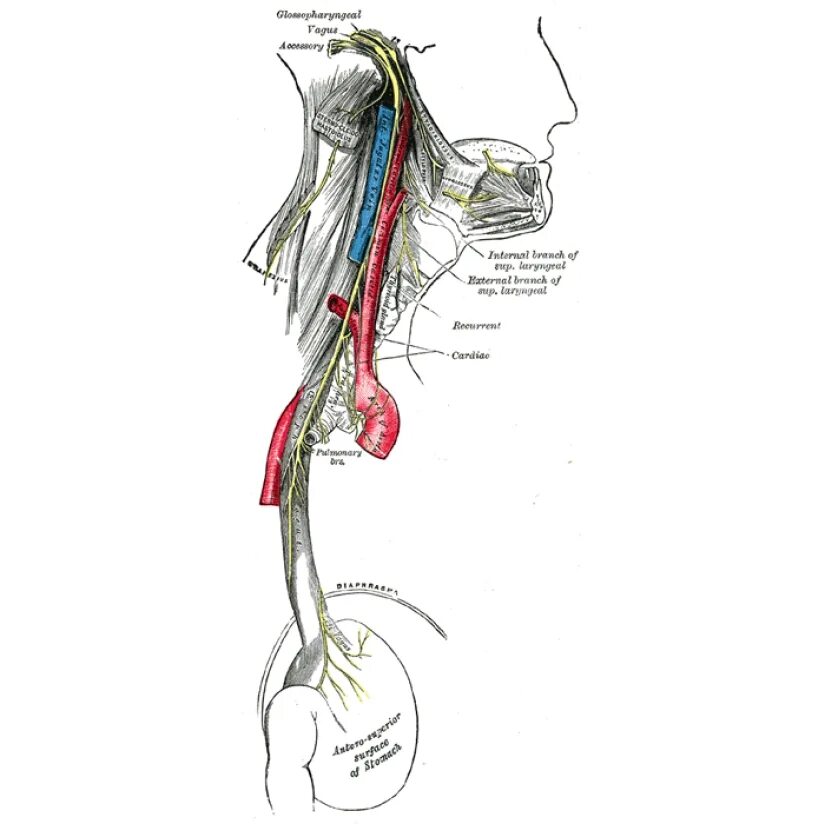 Блуждающий нерв рисунок. Блуждающий нерв nervus Vagus. Сонная артерия яремная Вена блуждающий нерв. Блуждающий нерв анатомия топография. Топографическая анатомия диафрагмального нерва на шее.