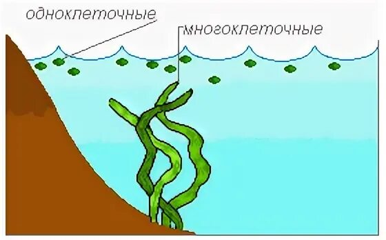 Водоросли расположены среди гиф образуют органические вещества