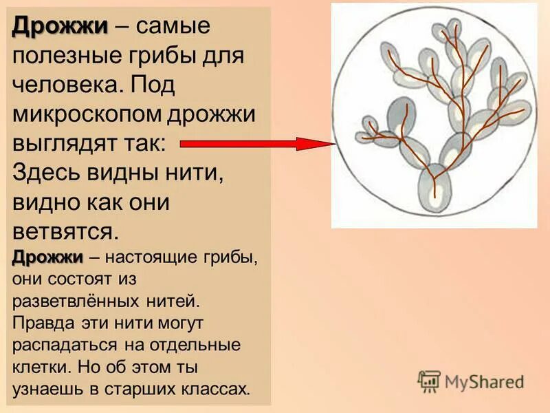 Есть гриб дрожжи. Дрожжевые грибы под микроскопом. Как выглядят дрожжи под микроскопом. Дрожжи грибы под микроскопом. Дрожжевые грибы строение.