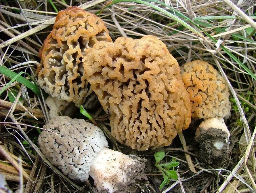 Ростовские сморчки. Степной сморчок Morchella steppicola. Сморчок полевой. Сморчок Крымский гриб. Сморчок полевой грибы Крымский.