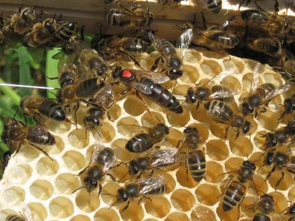 Авито матки. Лиофилизат в ампулах. Матка карника, карпатка ,бакфаст. Авито матки. Матка карпатка фото.