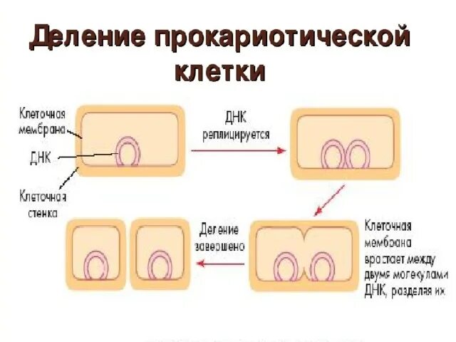 Деление клеток прокариот схема. Этапы деления клеток прокариот. Деление клеток у прокариот кратко. Деление клеток у прокариот 9 класс.