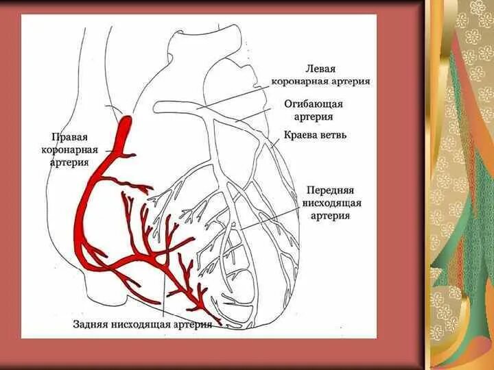 Кровоснабжение сердца схема. Коронарные и венечные артерии. Кровоснабжение сердца коронарные артерии. Кровоснабжение сердца анатомия артерии.