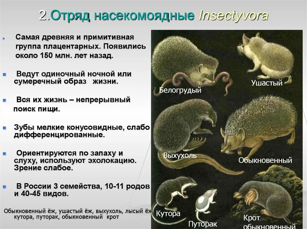 Млекопитающие делятся на группы. Отряд Насекомоядные общая характеристика. Представители отряда Насекомоядные класса млекопитающие. Краткая характеристика отряда Насекомоядные. Отряд Насекомоядные характеристика кратко.