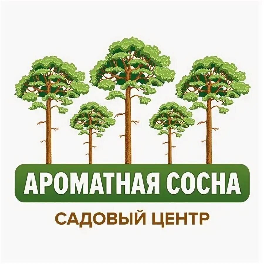 Сосна обыкновенная pínus sylvestris. Сосна обыкновенная ватерери pinus sylvestris. Сосна красная пиллнитз. Сосна обыкновенная (pinus sylvestris) хвоя. Шишка сосны веймутовой.