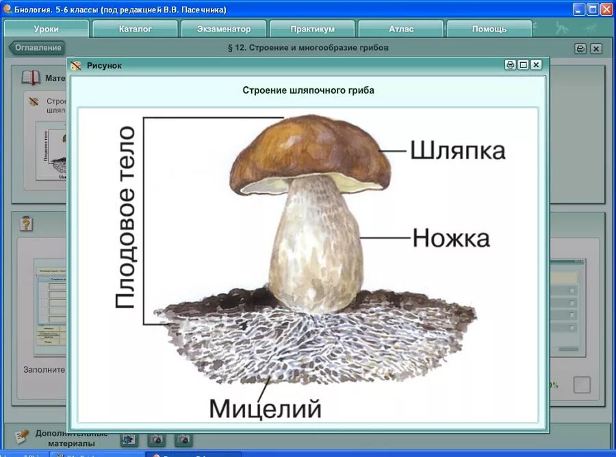 Урок биологии 5 класс. Биология 5 класс темы уроков. Биология 5-6 класс. Урок биологии 5 класс 1 урок. Биологии 5 класс какие темы