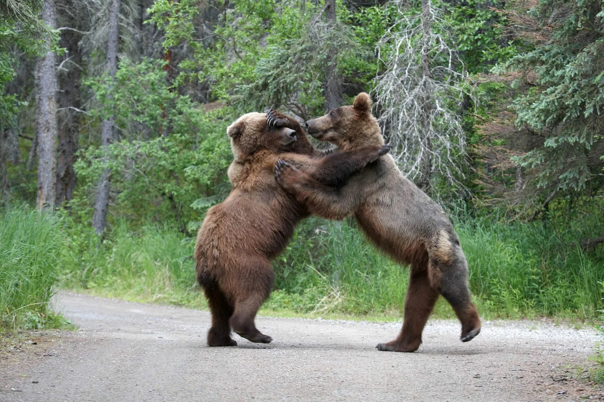 Борьба двух. Два медведя. Драка двух медведей.