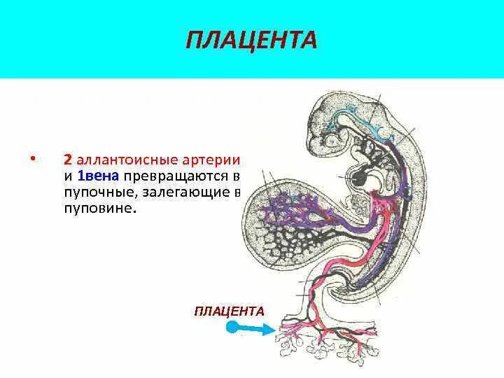 Аллантоидное кровообращение. Аллантоидное кровообращение плода. Аллантоисная Вена. Пупочная Вена превращается в.