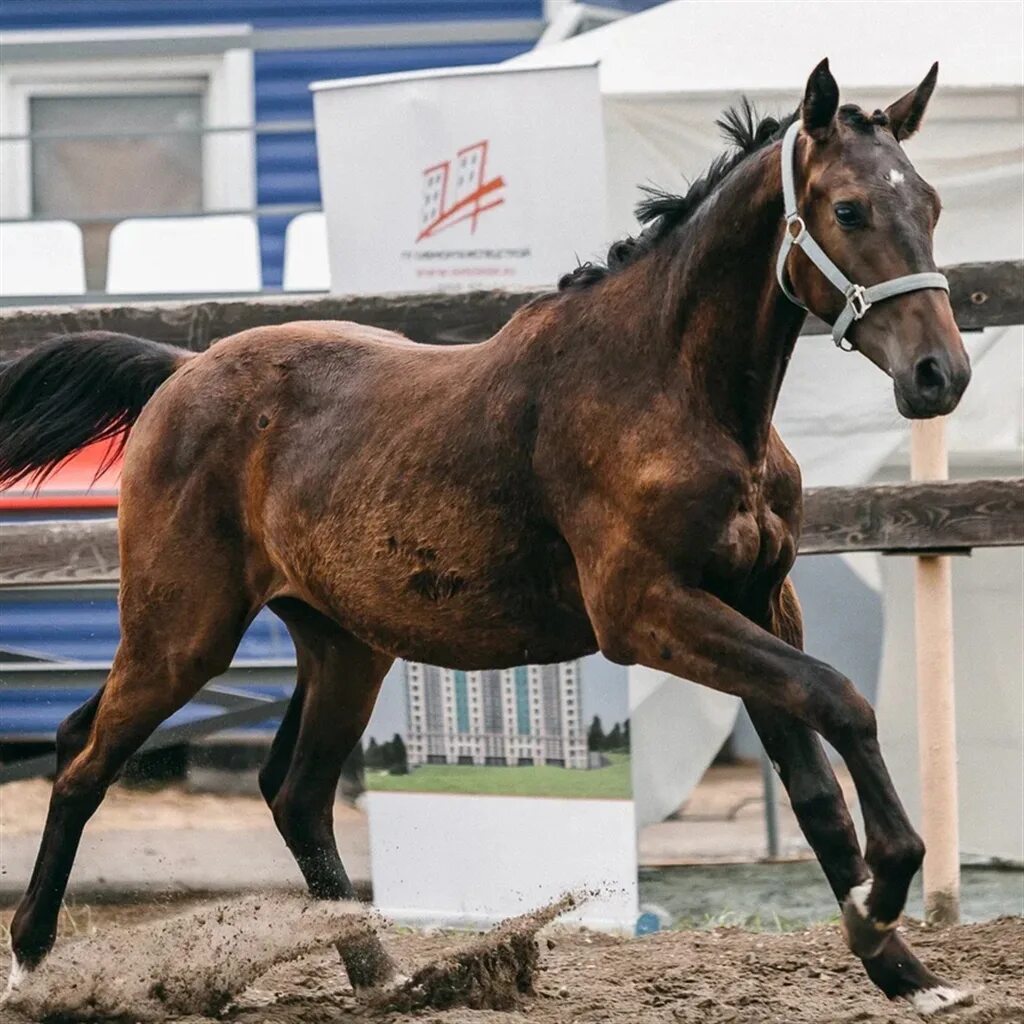 жеребец 2 года. фризский конь раньше и сейчас. Stallion ii. жеребец русская верховая. орловская кобыла колумбия 2015 г(шалун-капелла).