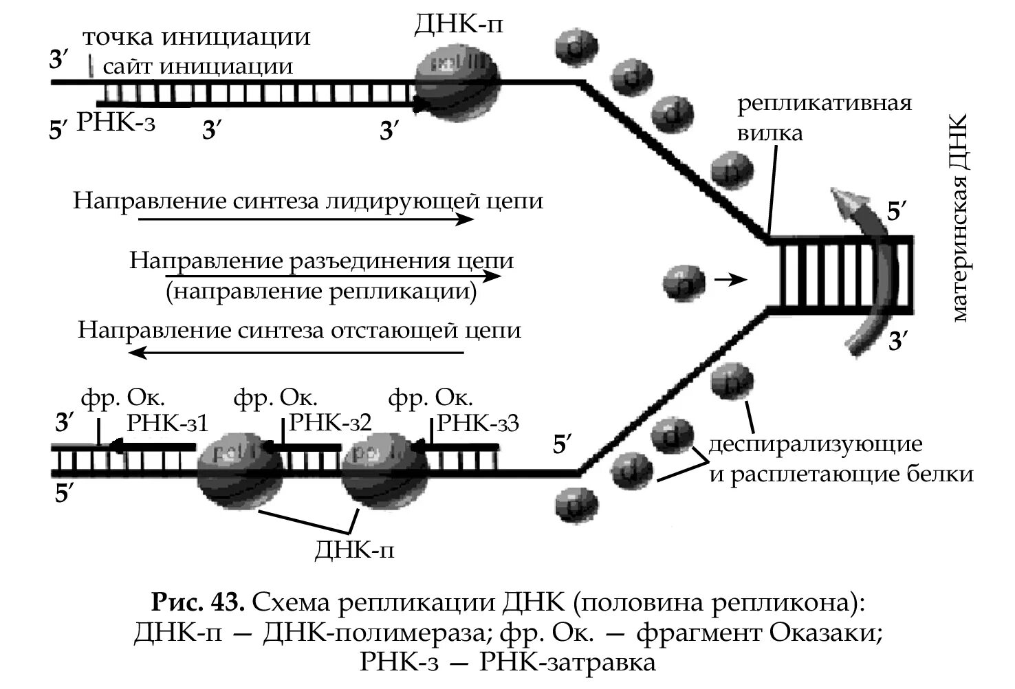 Схема репликации ДНК эукариотических клеток. Схема репликации ДНК эукариот. Признаки репликации ДНК эукариот. Репликативная вилка эукариот. 3 этапа репликации