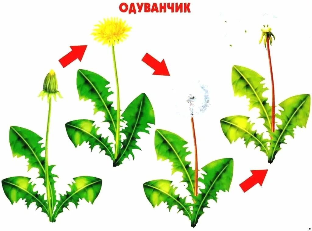 процесс эволюции растений. развитие это в биологии. эволюционное древо дарвина. эволюционное древо царства растений. развитие живых растений.